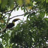 Toucan perched in the rainforest during a Jaco Waterfall Tour