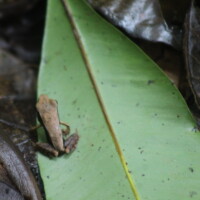Tree frog spotted during a Jaco Waterfall Tour in Costa Rica