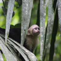 White-faced capuchin monkey in Manuel Antonio National Park Costa Rica