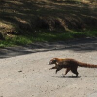 White-nosed coati spotted during a wildlife tour in Costa Rica