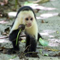 White-faced capuchin monkey foraging on the forest floor
