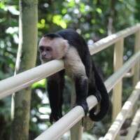 White-faced capuchin monkey in Manuel Antonio National Park