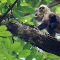 White-faced capuchin monkey resting on a tree branch in Costa Rica
