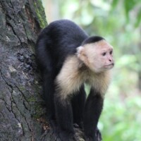 White-faced capuchin monkey in its natural habitat in Costa Rica