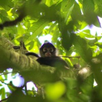 Spider monkey high in the rainforest canopy in Costa Rica