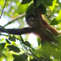 Spider monkey in the rainforest of Costa Rica