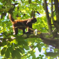 Spider monkey moving through the rainforest canopy in Costa Rica
