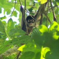 Spider monkey moving through the trees in Costa Rica