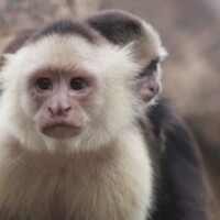 Close-up of a Central American squirrel monkey in Costa Rica