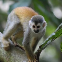 Central American squirrel monkey in Manuel Antonio National Park