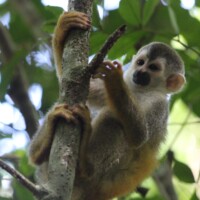 Central American squirrel monkey climbing a tree in Costa Rica