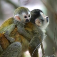 Two Central American squirrel monkeys in Costa Rica