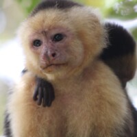 White-faced capuchin monkey in Costa Rica