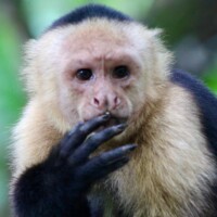 Portrait of a white-faced capuchin monkey in Costa Rica