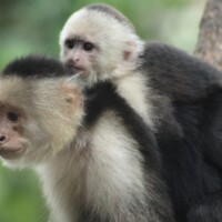 White-faced capuchin monkey resting in Costa Rica rainforest