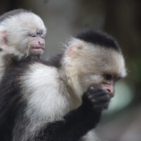 Two white-faced capuchin monkeys in Costa Rica