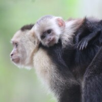 Young white-faced capuchin monkey in Costa Rica