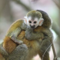 Young Central American squirrel monkey in Costa Rica