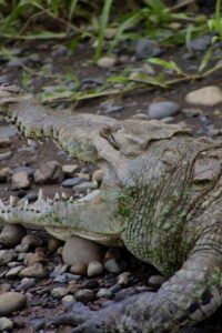 bank.jpgAmerican crocodile resting on the banks of the Tarcoles River