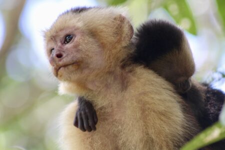 Capuchin monkey spotted during a Costa Rica mangrove tour