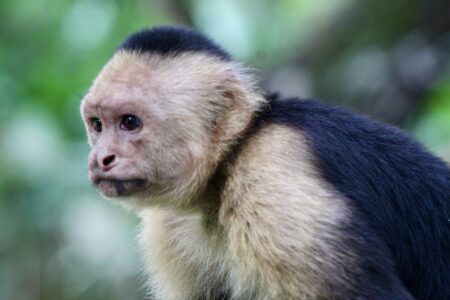 White-faced monkey during a mangrove tour near Jaco, Costa Rica
