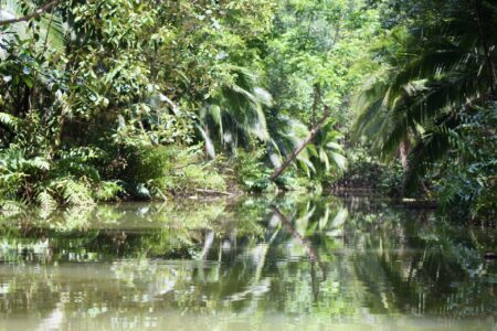 Mangrove ecosystem explored during a wildlife tour near Jaco