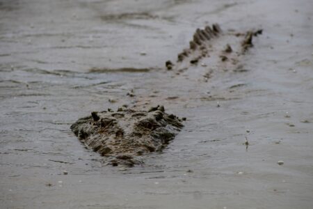 Crocodile spotted during a Tarcoles River wildlife tour near Jaco