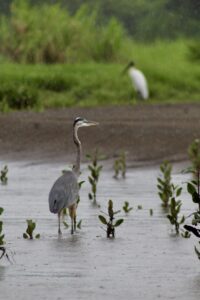Wildlife viewing during a Tarcoles crocodile tour near Jaco