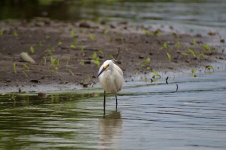 Birdwatching experience along the Tarcoles River in Costa Rica