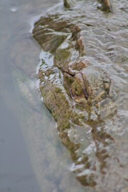 American crocodile resting just below the surface of the Tárcoles River
