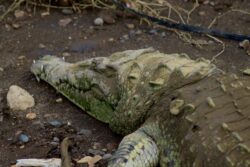 Close-up of an American crocodile partially submerged in the Tárcoles River