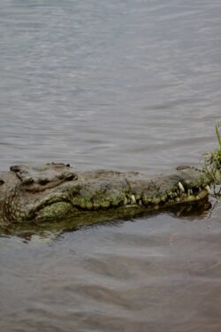 American crocodile swimming in the Tárcoles River in Costa Rica