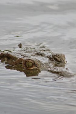Close-up of an American crocodile resting along the Tárcoles River bank