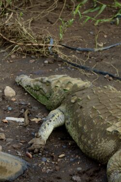 American crocodile resting on a muddy riverbank along the Tárcoles River