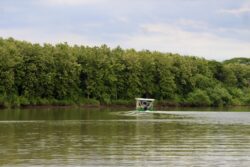 Boat traveling along the Tárcoles River beside mangrove vegetation in Costa Rica