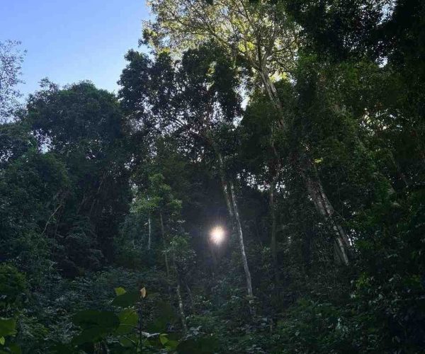 bijagual waterfall trail trees view