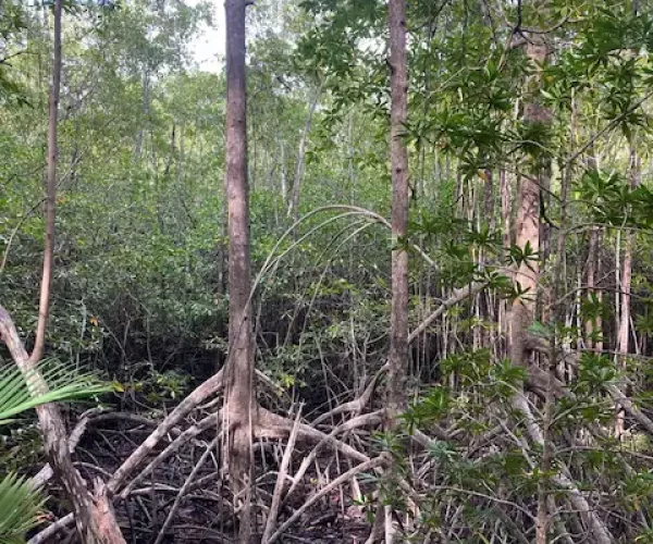 manuel antonio national park manglar