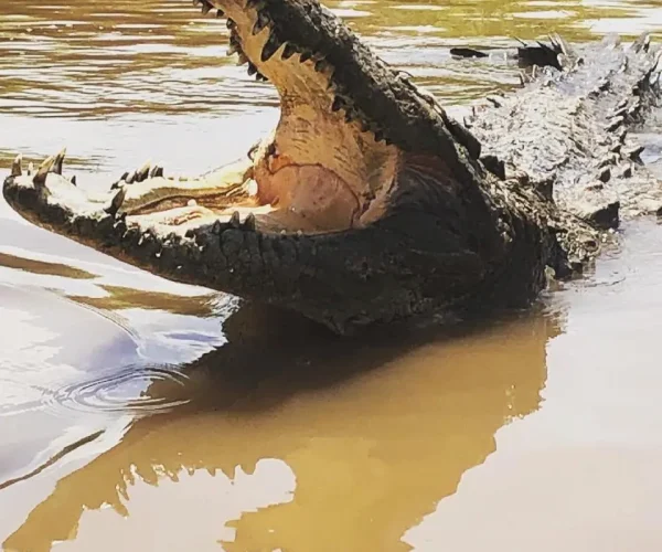 crocodile tour tarcoles up close