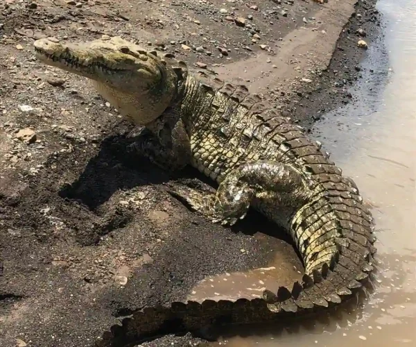 2 crocodiles in tour tarcoles