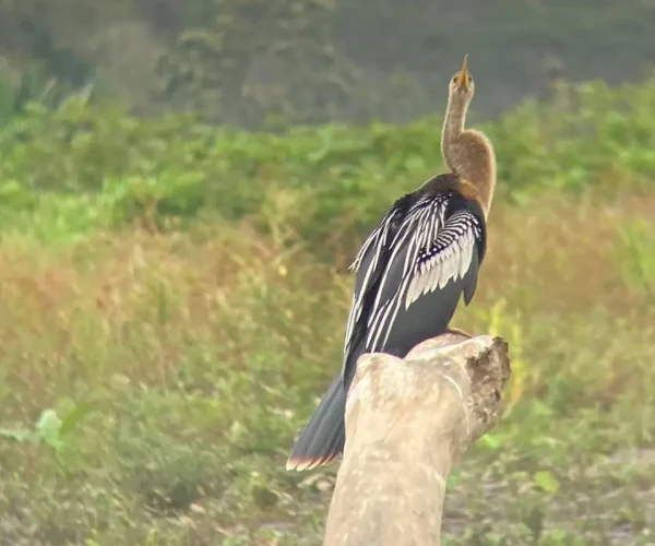 birds in crocodile tour tarcoles
