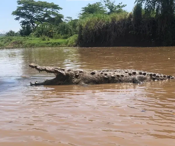 crocodile tour jaco costa rica