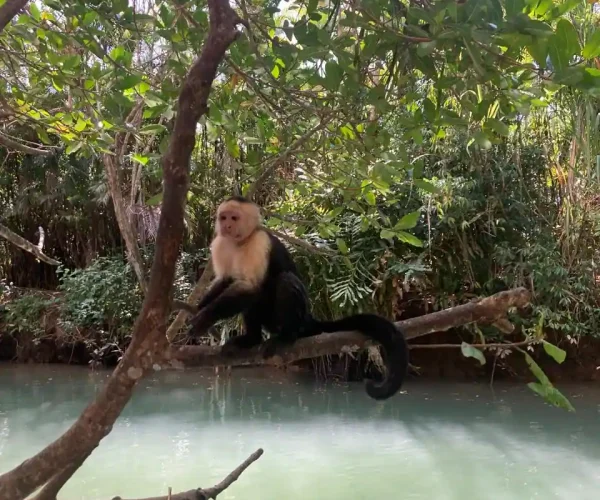 view the monkyes in the tour