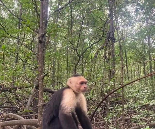 monkey mangrove tour jaco