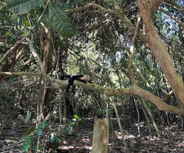 monky in manuel antonio
