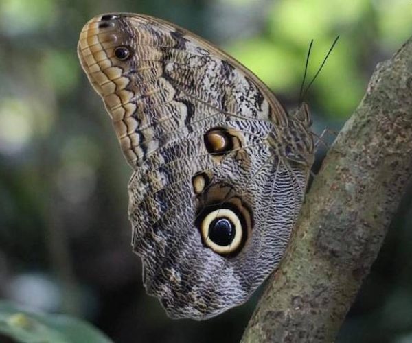 carara bird watching