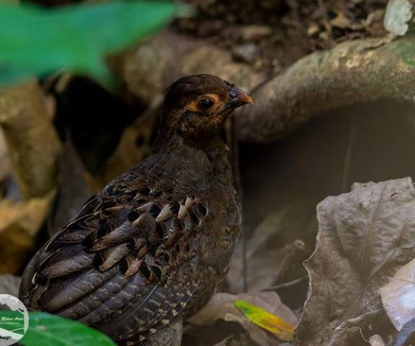 carara bird watching