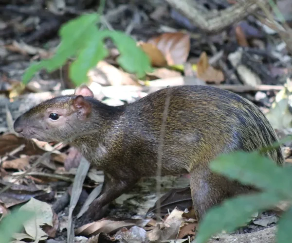 Agouti on the forest floor in Manuel Antonio National Park Costa Rica