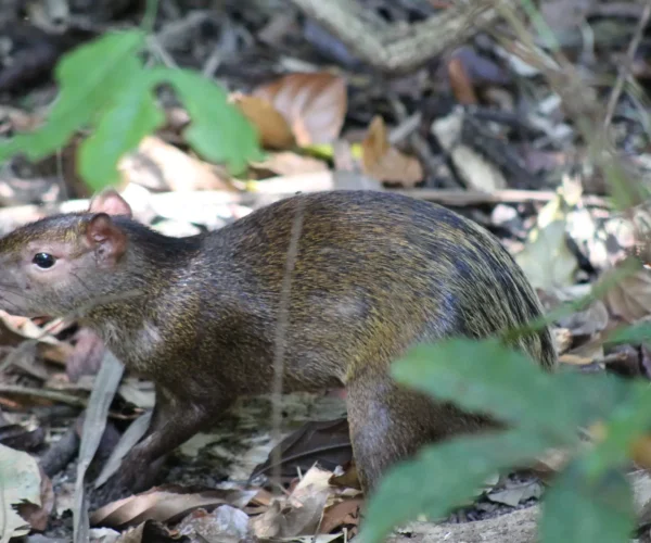 Agouti on the forest floor in Manuel Antonio National Park Costa Rica