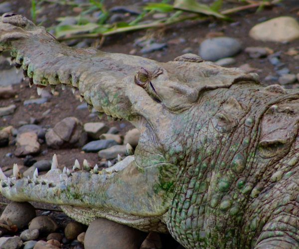 Close-up of an American crocodile during a Tarcoles River tour
