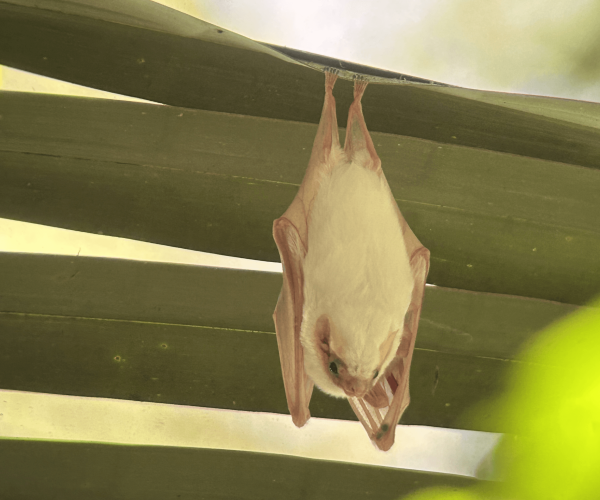 Bat resting beneath a shelter in Carara National Park Costa Rica